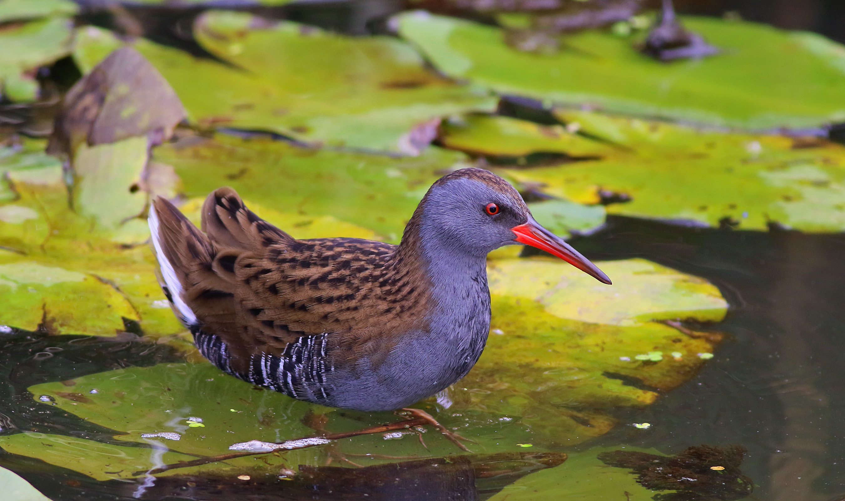 Water Rail